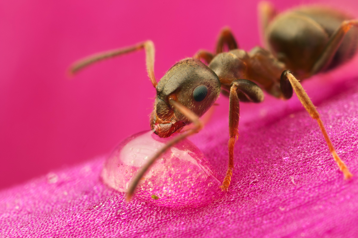 Black Ant - Lasius niger 2